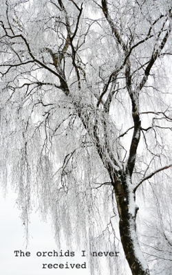 The Orchids I Never Received