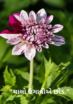 ચાલો ઉગાવીએ છોડ