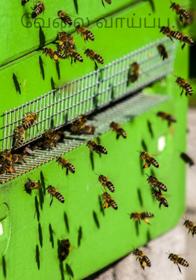 வேலை வாய்ப்பு