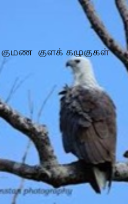 குமண  குளக் கழுகுகள்