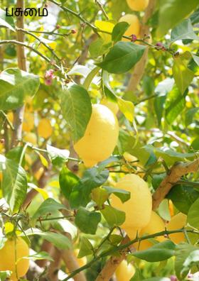 பசுமை காப்போம்