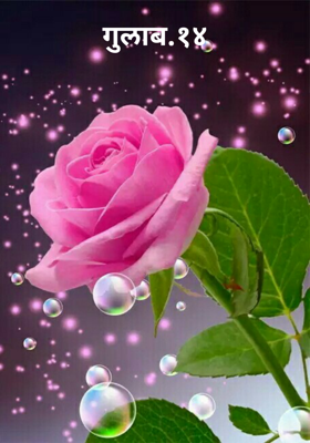 गुलाब.१४
