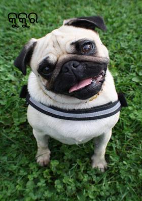 କୁକୁର ଗଣତି