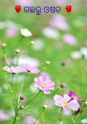 ଗଛରୁ ଓଷଦ