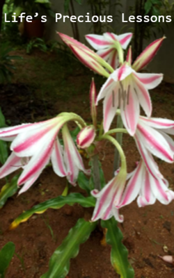 Life’s Precious Lessons