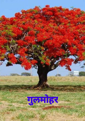 गुलमोहर