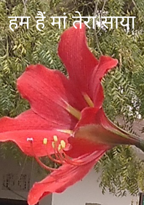 हम हैं मां तेरा साया