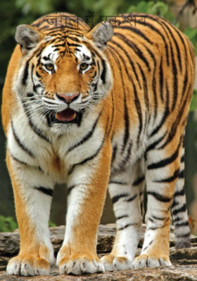 जंगल में एक शव