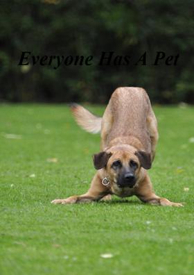 Everyone Has A Pet