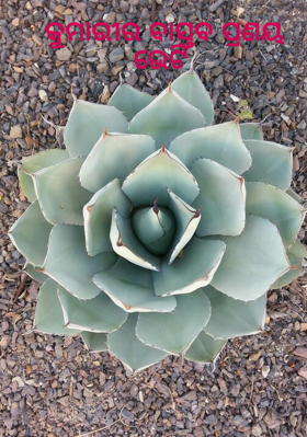 କୁମାରୀର ବାସ୍ତବ ପ୍ରଣୟ ଭେଟି