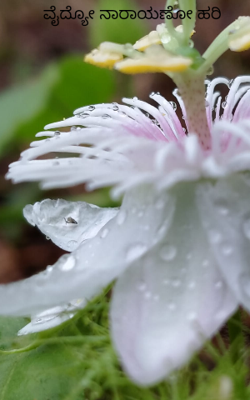 ವೈದ್ಯೋ ನಾರಾಯಣೋ ಹರಿ