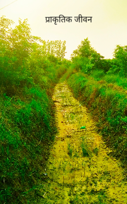 प्राकृतिक जीवन