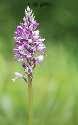 ରୁମୁକୁ ଝୁମାନା