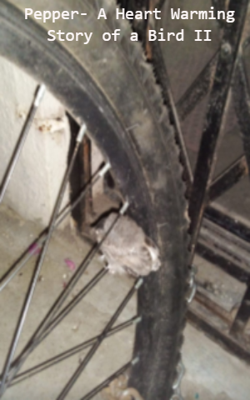 Pepper- A Heart Warming Story of a Bird II