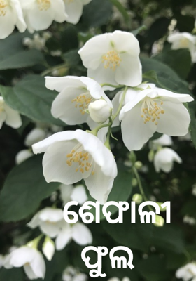 ଶେଫାଳୀ ଫୁଲ 