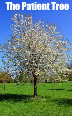 The Patient Tree