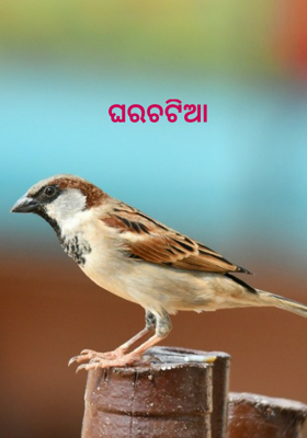 ଘରଚଟିଆ