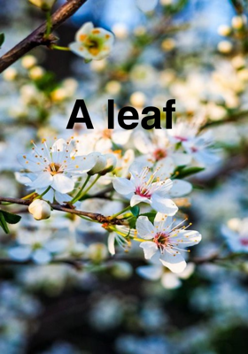 A Leaf
