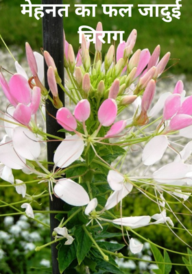 मेहनत का फल जादुई चिराग