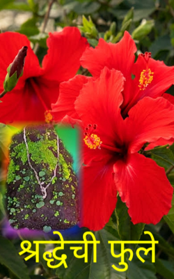 श्रद्धेची फुले