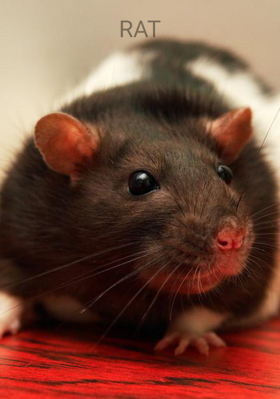 RAT