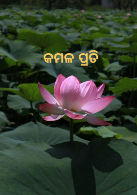 କମଳ ପ୍ରତି