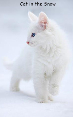 Cat in the Snow