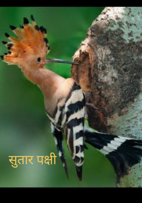 सुतार पक्षी