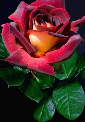 शादी के पॉजिटिव साइड इफैक्ट्स