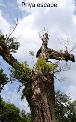 Priya escape