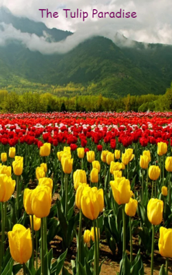 The Tulip Paradise