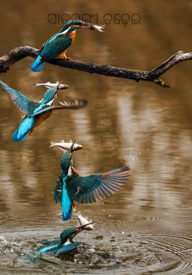 ସାତରଙ୍ଗୀ ଚଢ଼େଇ 