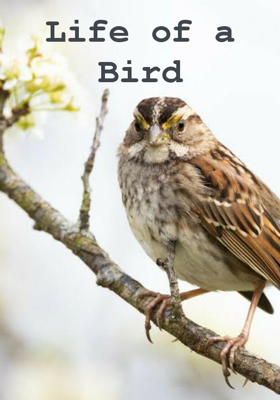 Life Of A Bird