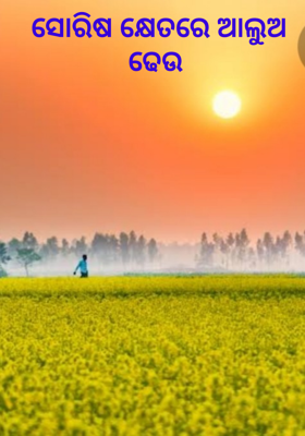 ସୋରିଷ କ୍ଷେତରେ ଆଲୁଅ ଢେଉ