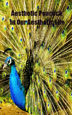 Aesthetic Peacock In Our Aesthetic Life