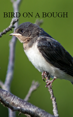 BIRD ON A BOUGH
