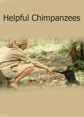 Helpful Chimpanzees