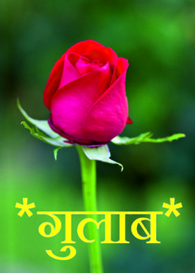 *गुलाब*