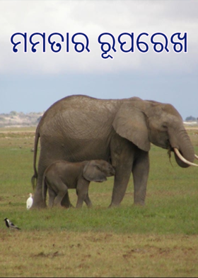 ମମତାର ରୂପରେଖ