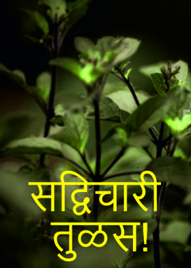 सद्विचारी तुळस!