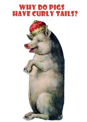 Why Do Pigs Have Curly Tails?