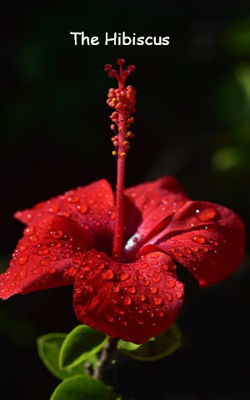The Hibiscus