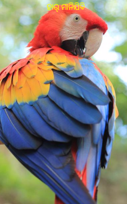 ହାର୍ ମାନିଯିବି