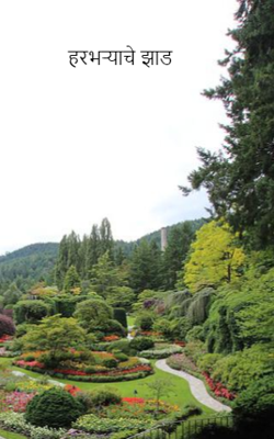 हरभऱ्याचे झाड