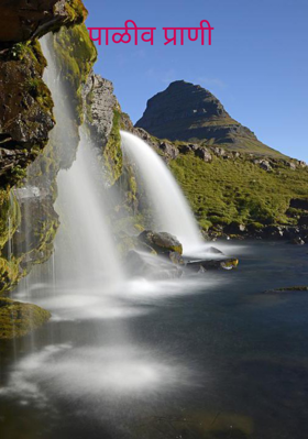 पाळीव प्राणी