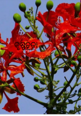 କୃଷ୍ଣଚୂଡ଼ା