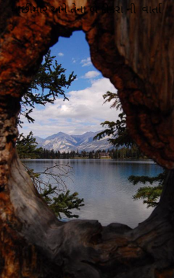 માછીમાર અને તેના બે દીકરા