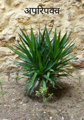 अपरिपक्व