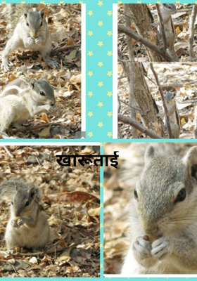 खारूताई