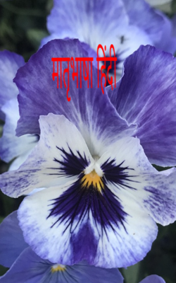 मातृभाषा हिंदी